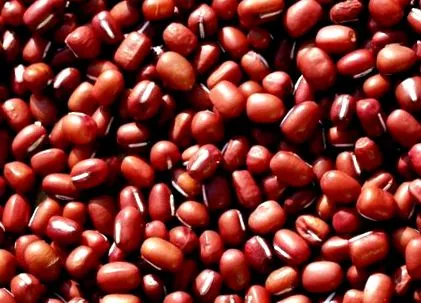 макробиотици макробиотици