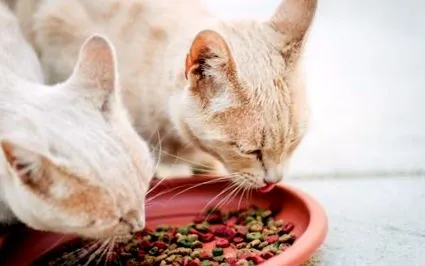 възраст котенца