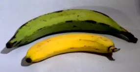 която рецепта
