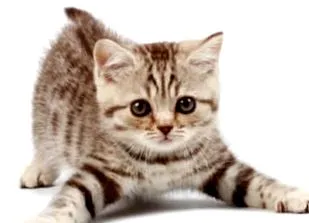 котенца
