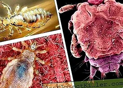 frommectin подкожно