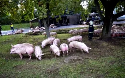 porc
