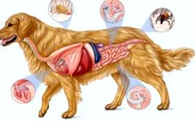 giardia cane