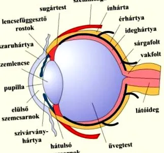 глаукома мастни киселини