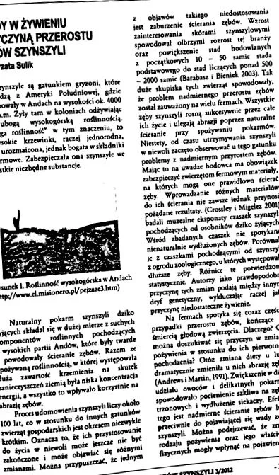 присутності szynszyli