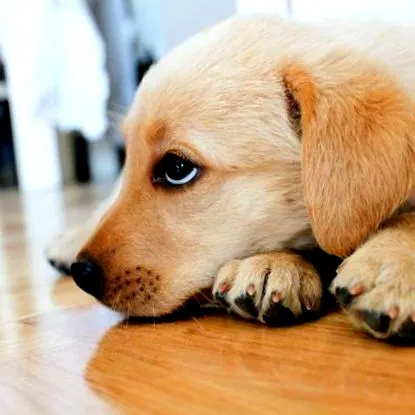 coccidia perros