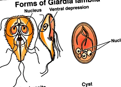 паразитология giardiasis