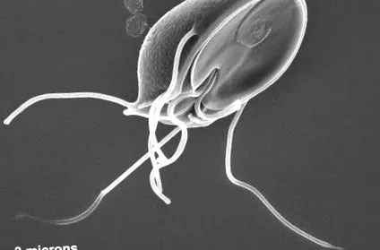 giardia giardia