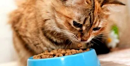 беззърнеста котенца