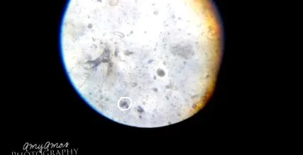 veterinary giardiosis