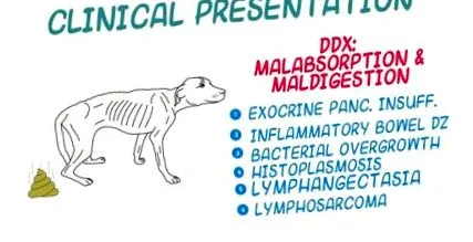 giardia лямблій