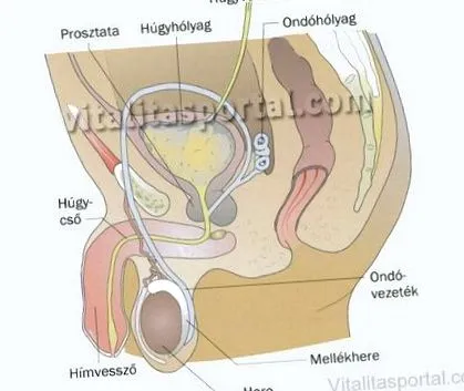 зародишни клетки откриване