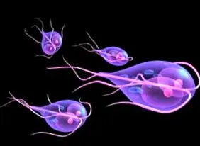scapi giardia