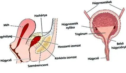 urinare