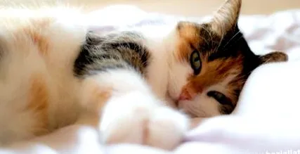 възрастни котки
