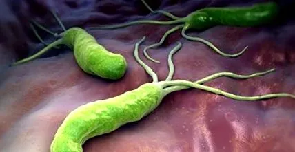 helicobacter helicobacter