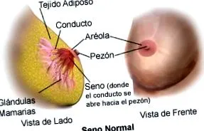 tejápolás
