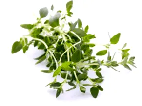 vulgaris