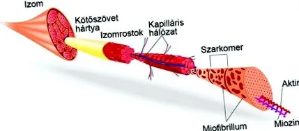 стимуляції теоретичні