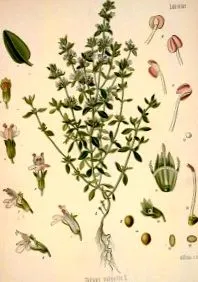 thymus thymus