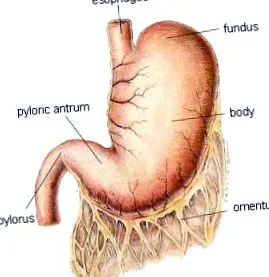 stomacului esofagului
