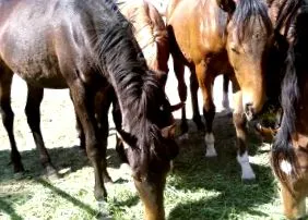 літньому віці літньому віці