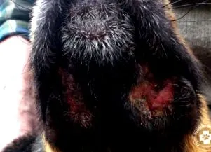 заболяване Pemphigus foliaceus