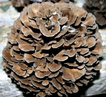 maitake liquid