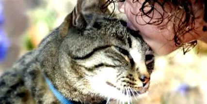 специфични котешки