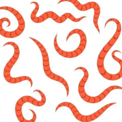 Pinworms изпражнения представлява
