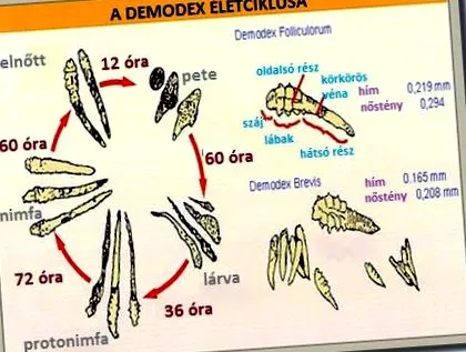 demodex demodex