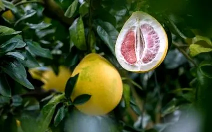 pomeletea pomeletea