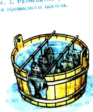 сьомга розовата