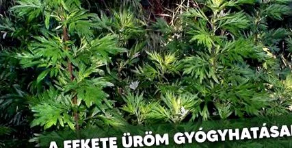 знати