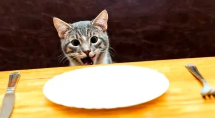 всяко хранене котката