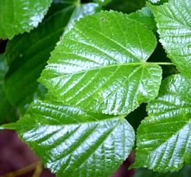 tilia голяма
