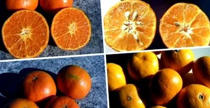 клементином мандарином
