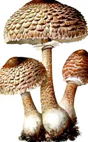ciuperci
