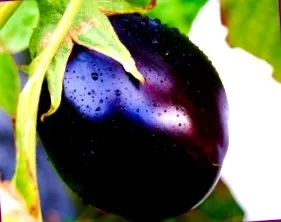 dieta vinetelor