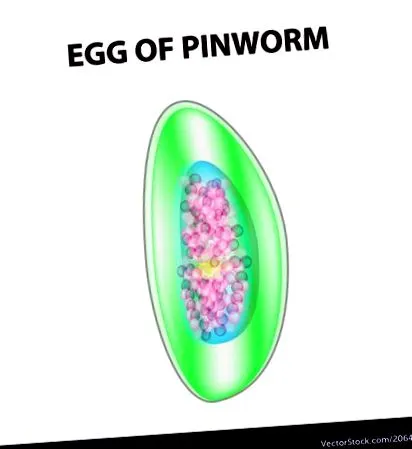 pinworms симптоми