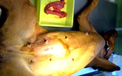 office veterinary