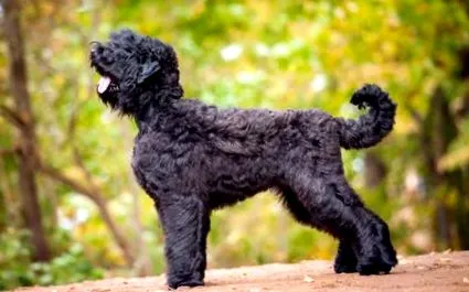 negru descrierea