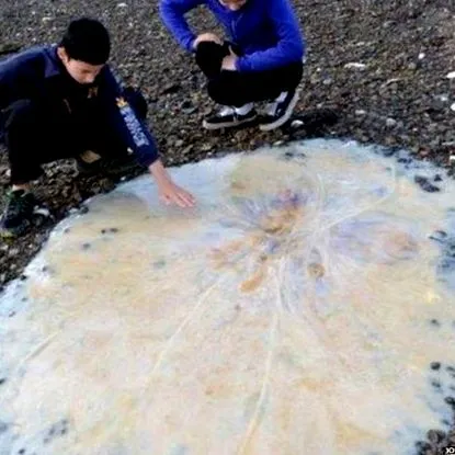медузи медузи