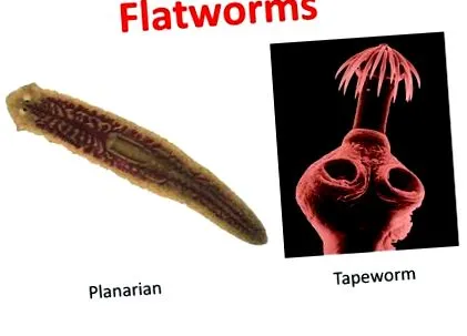 platyhelminthes аквариум