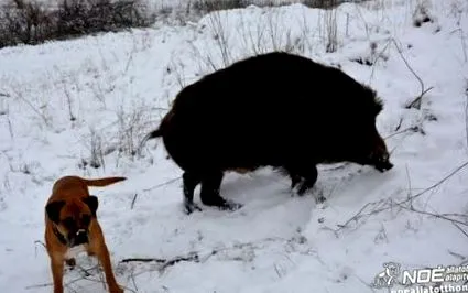 беше звуков сигнал
