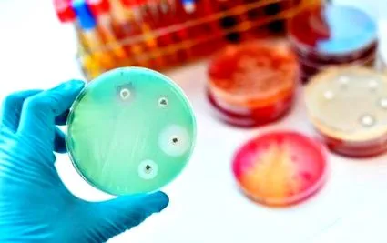 staphylococcus staphylococcus