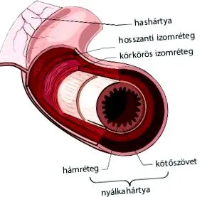 мазнини органите