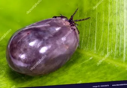 nacialova