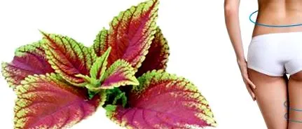 forskolin