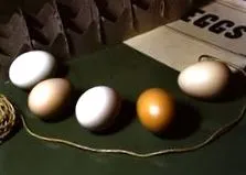 яєць